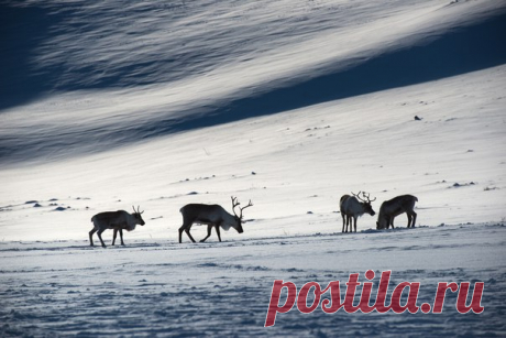 «Северный полдень». Северные олени пасутся в горах Полярного Урала, Ямало-ненецкий автономный округ. Автор фото – Светлана Горбатых: nat-geo.ru/photo/user/29097/