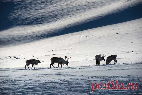 «Северный полдень». Северные олени пасутся в горах Полярного Урала, Ямало-ненецкий автономный округ. Автор фото – Светлана Горбатых: nat-geo.ru/photo/user/29097/