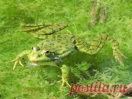 Frog  Free Stock Photo HD - Public Domain Pictures