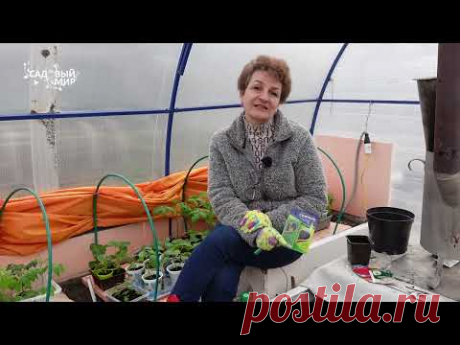 Черенкуем гортензию в апреле  - 100% результат. Когда лучше черенковать метельчатые гортензии.