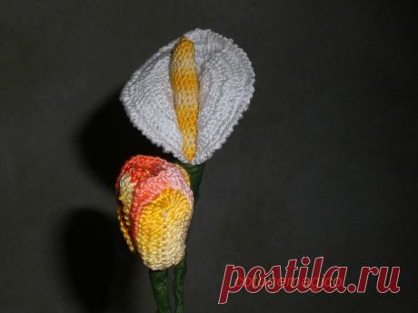 Fiori la calla e il tulipano
