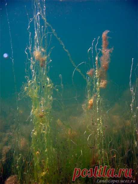 Underwater landscapes - Таманский залив 2007