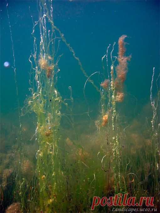 Underwater landscapes - Таманский залив 2007