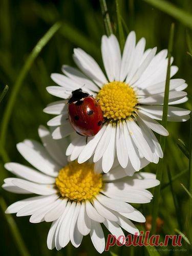 Пин на доске яРОМАШЕЧКИ