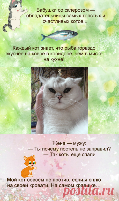 Жизненные анекдоты про кошек | Иржины заметки | Яндекс Дзен.