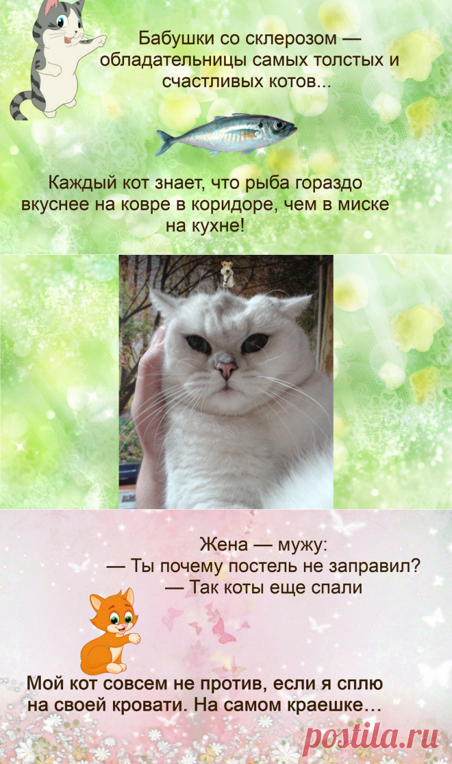 Жизненные анекдоты про кошек | Иржины заметки | Яндекс Дзен.