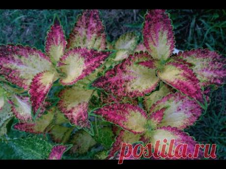 Подготовка колеусов к зимовке. Черенкование (Coleus preparation for wintering. Cuttings)
