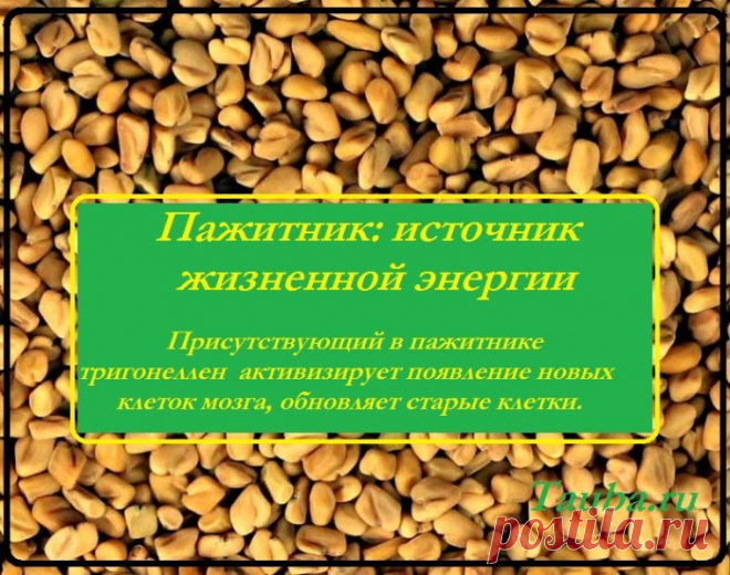 Применение пажитника в медицине: польза и вред