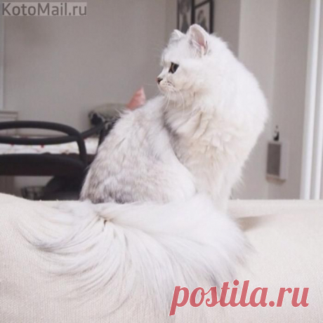 Хвост как шлейф | KotoMail.ru