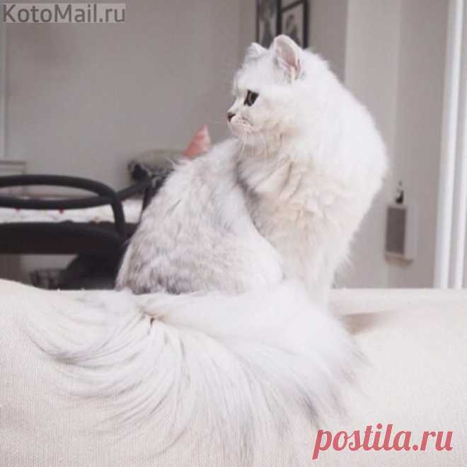 Хвост как шлейф | KotoMail.ru