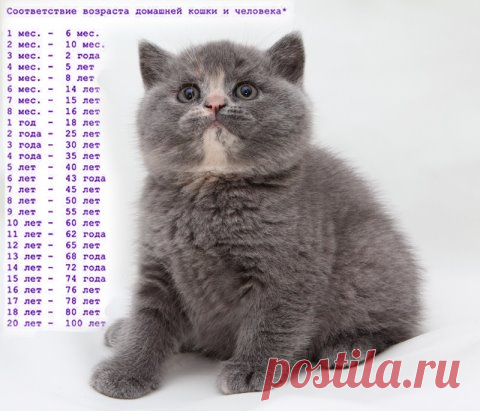 (1) Одноклассники