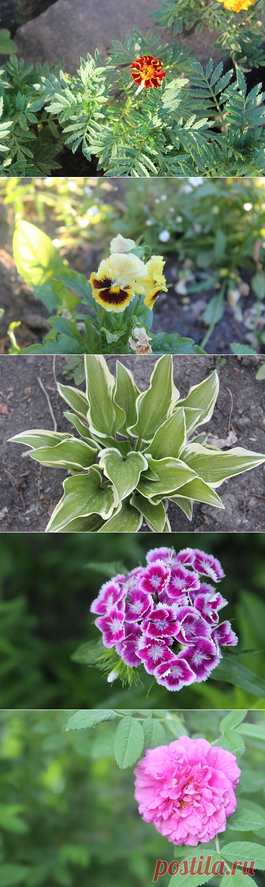 Кусочек лета &#8212; Кладовочка