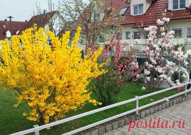 Как и когда сажать живую изгородь из форзиции? Запомните несколько важных правил