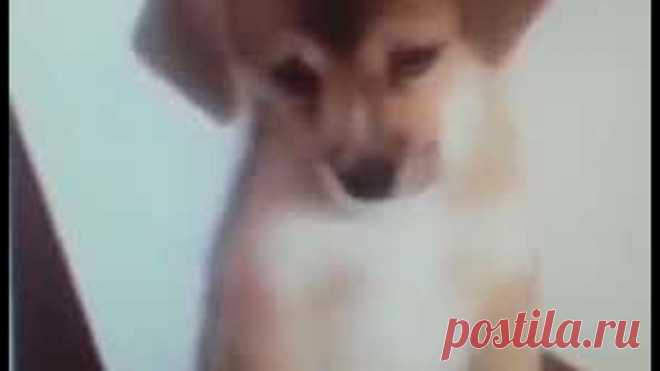 Кот из шрека отдыхает