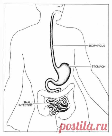 25 интересных фактов про систему пищеварения Вы когда-нибудь задумывались о том, как именно ваш организм переваривает любимые блюда и напитки? Хотите – верьте, хотите – нет, но наша пищеварительная система устроена очень сложно, и ее работа зависит от очень многих составляющих.