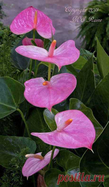 Anthurium.