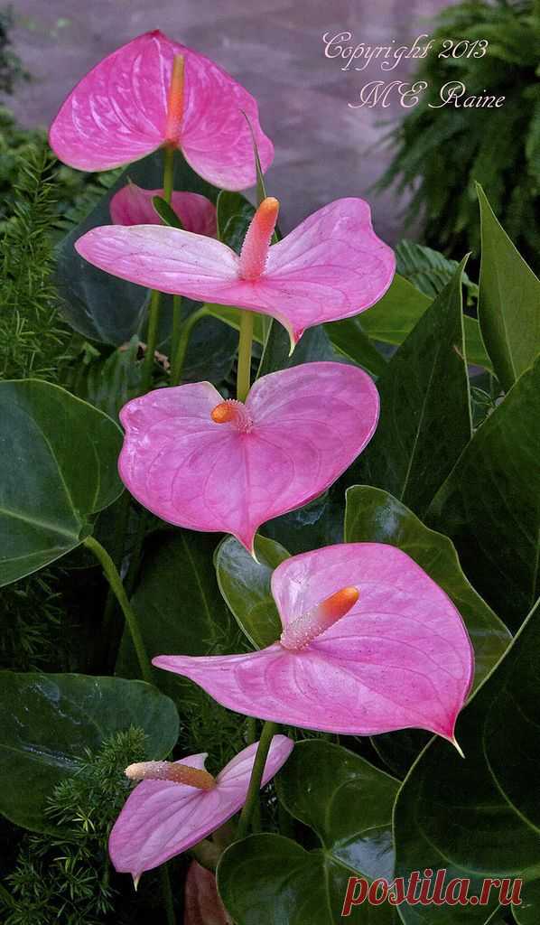 Anthurium.