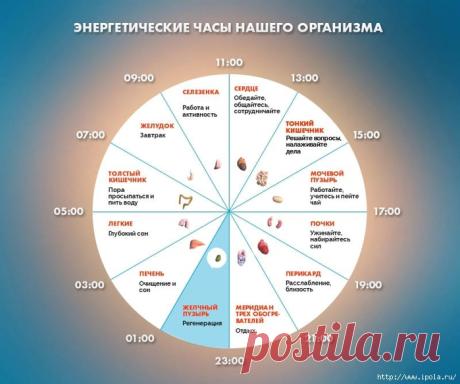Что такое энергетические часы и как они влияют на ваше здоровье?