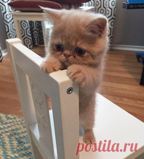 20 самых милых котят на свете