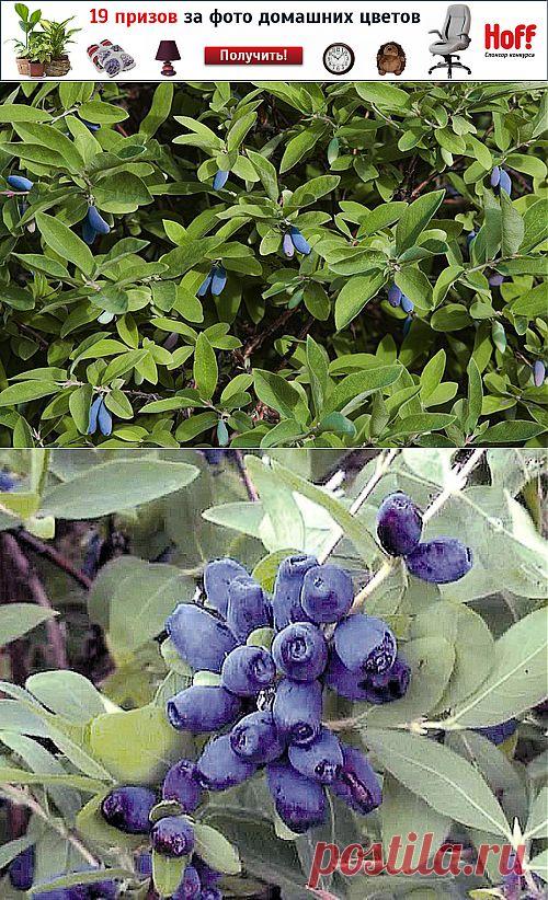 Посадка и уход за жимолостью.