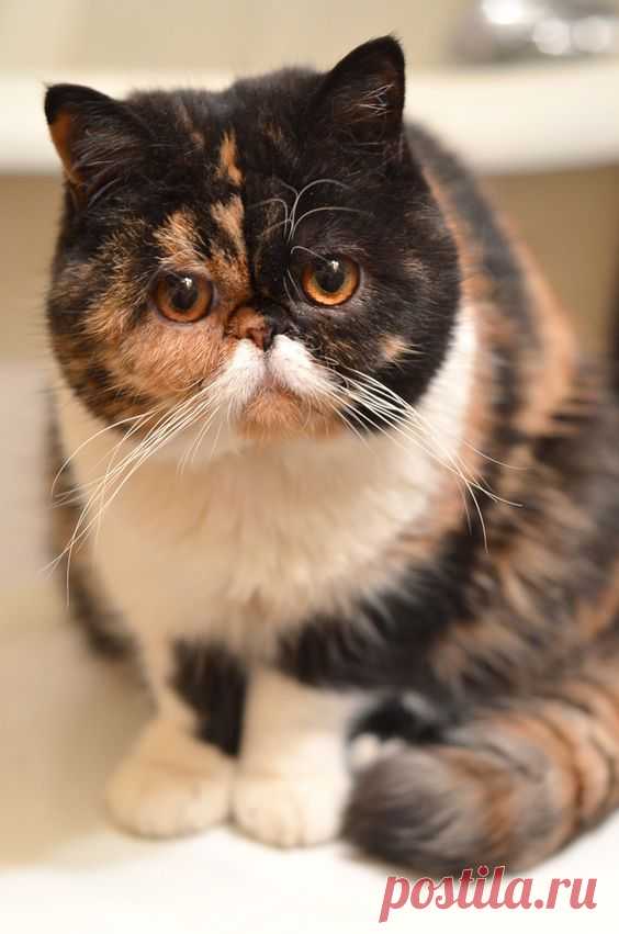 Exotic shorthair