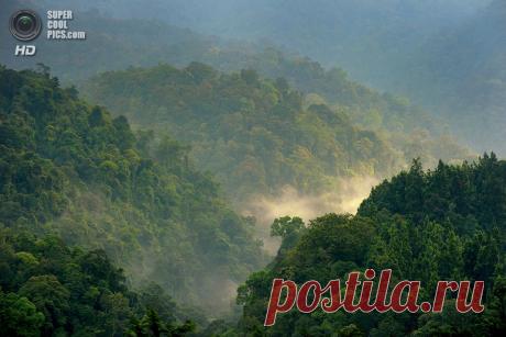 Как сохранить тропические леса Индонезии (10 фото) — SuperCoolPics