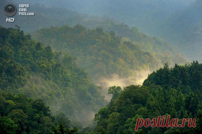 Как сохранить тропические леса Индонезии (10 фото) — SuperCoolPics
