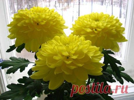 Хризантема. Комнатная. Уход | Комнатные растения и садовые цветы