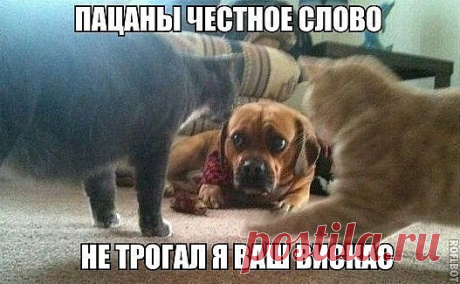 Кошачий рэкет