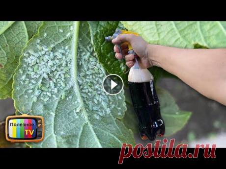 ✔ Моя страница в Инстаграм - https://www.instagram.com/poleznoe_tv/ ✔ Мой фейсбук - https://www.facebook.com/poleznoetv/?ref=Footer КРУТОЙ САДОВЫЙ ИНС...
