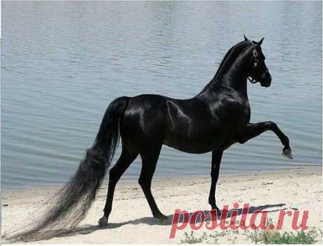 (99) Одноклассники