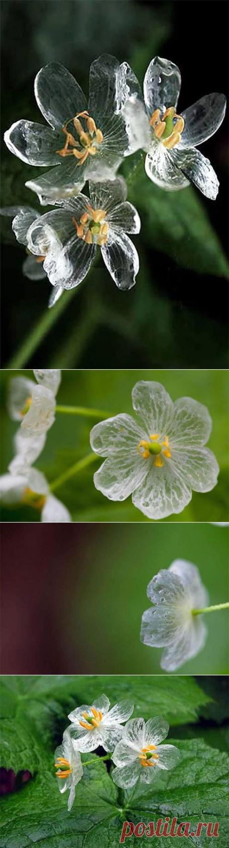 Двулистник Грея (Diphylleia grayi) — удивительный цветок, который становится прозрачным в дождь — Воротила