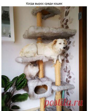 Эти забавные питомцы — Убойный юмор - amworld