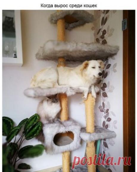 Эти забавные питомцы — Убойный юмор - amworld