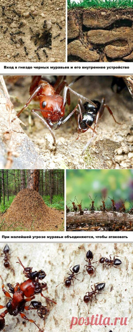 Клин клином вышибают: избавляемся от садовых муравьев с помощью их лесных собратьев | Первый дачный | Яндекс Дзен