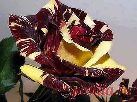 розы
