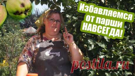 Лечим яблоню и грушу от парши! Главные обработки плодовых деревьев | Антонов сад - дача и огород | Дзен
