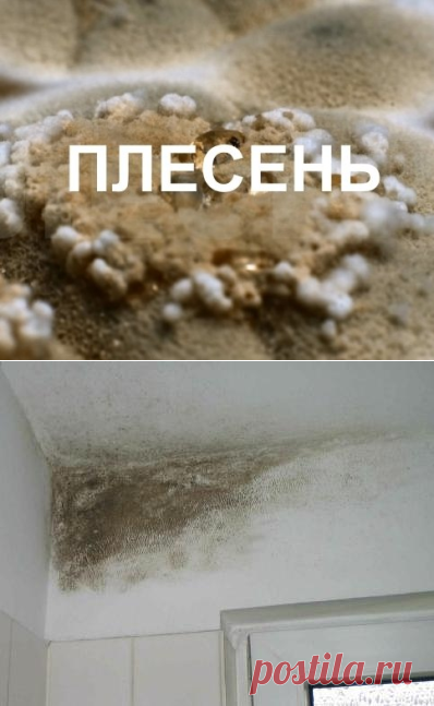 Как уничтожить плесень — Делимся советами