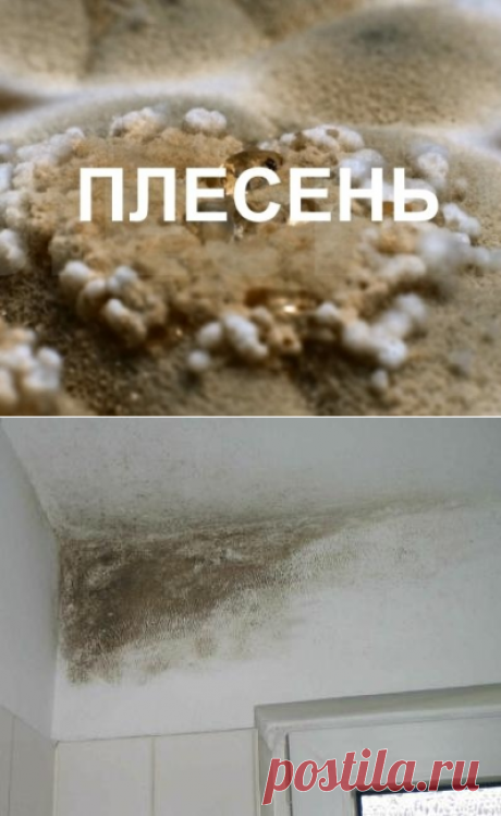 Как уничтожить плесень — Делимся советами