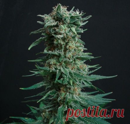 Amnesia Haze Fem
With Haze genetics are often experimenting, creating a bizarre and, as a rule, very killer hybrids. One of these, Amnesia Haze, winner of the magazine High Life Cup 2011 Sativa strain is very characteristic of the c “Amnesia “sour lemon flavor and a sweet- sour taste. Amnesia Haze gives a powerful psychedelic effect, quickly covering the smoker rainbow wave of happiness, creativity, and cosmic ecstasy.
#Amsterdam_Seeds