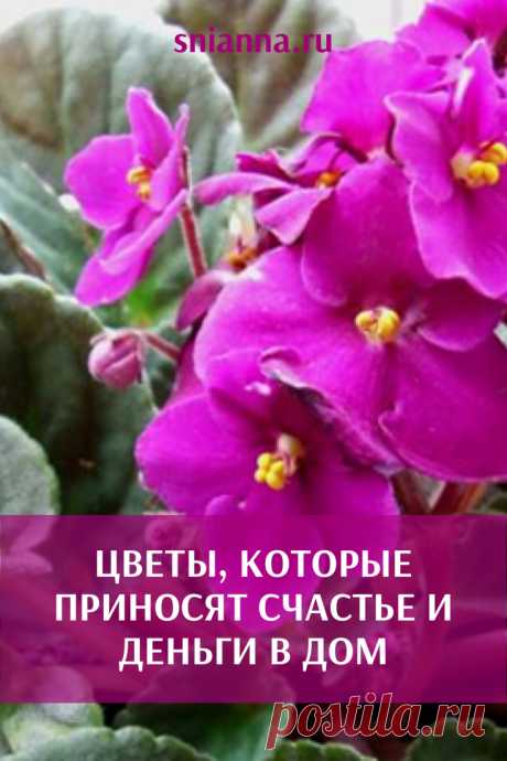Цветы, которые приносят счастье и деньги в дом

Эти растения красивые и приносят пользу! С тех пор, как у меня дома растет калатея, деньги всегда есть! ➡️ Читайте, кликнув на фото