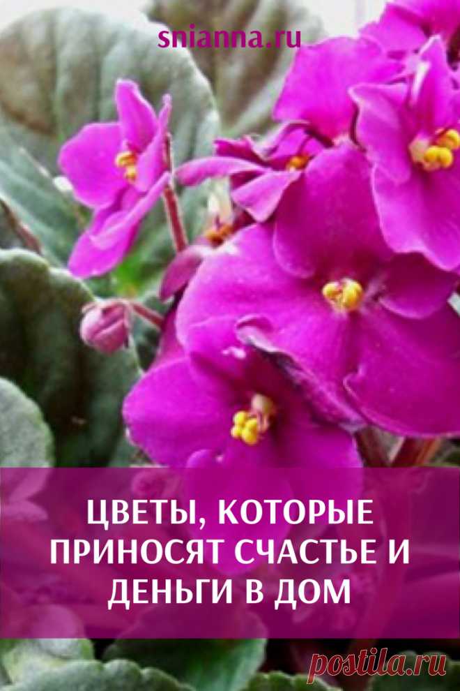Цветы, которые приносят счастье и деньги в дом

Эти растения красивые и приносят пользу! С тех пор, как у меня дома растет калатея, деньги всегда есть! ➡️ Читайте, кликнув на фото