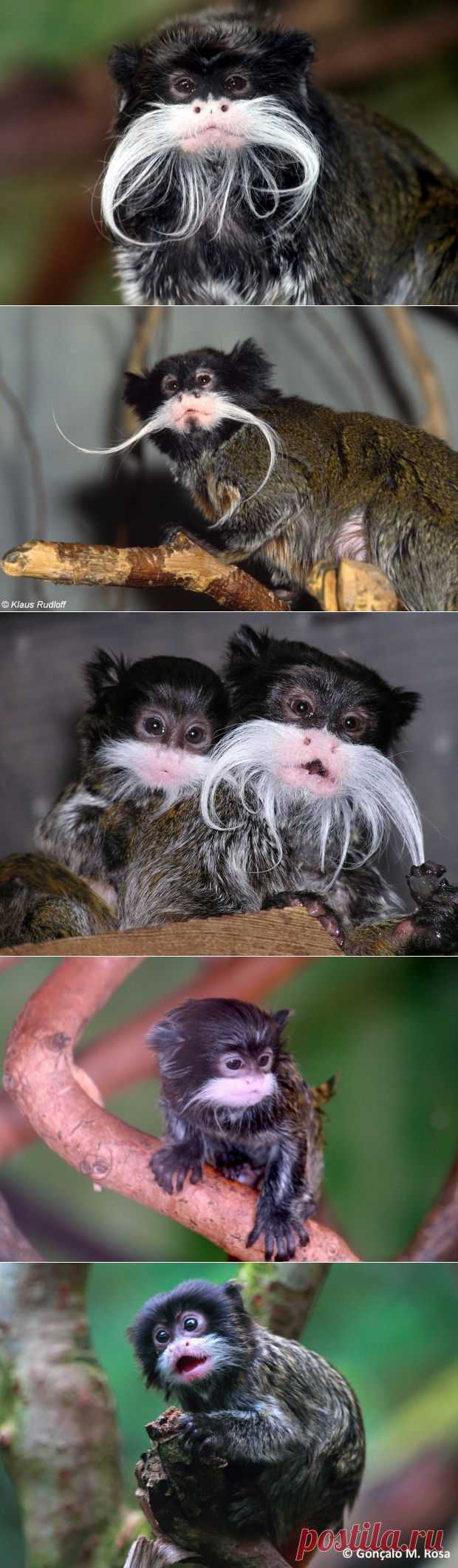 Императорский тамарин | ЖИВОЙ УГОЛОК