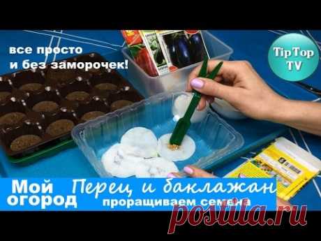 ЗАМАЧИВАНИЕ И ПРОРАЩИВАНИЕ СЕМЯН БАКЛАЖАНА И ПЕРЦА