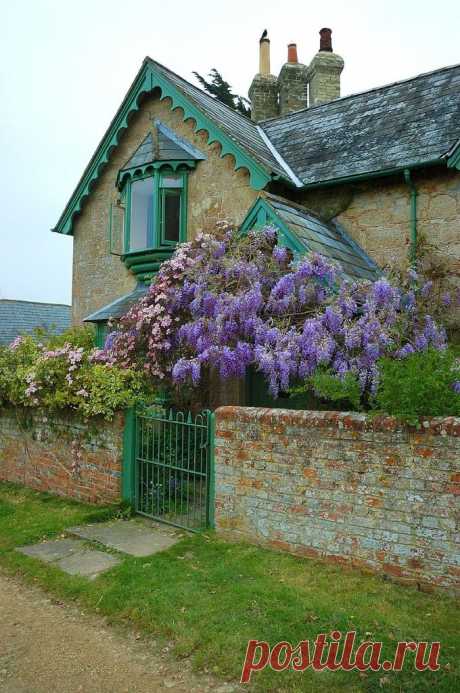 ВСЕ ДЛЯ ДОМА И ДАЧИ: Вистерия (глициния)