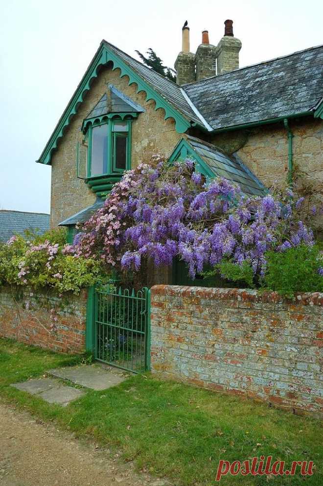 ВСЕ ДЛЯ ДОМА И ДАЧИ: Вистерия (глициния)