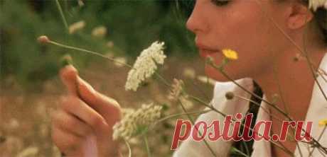 Flowers GIFs on Giphy