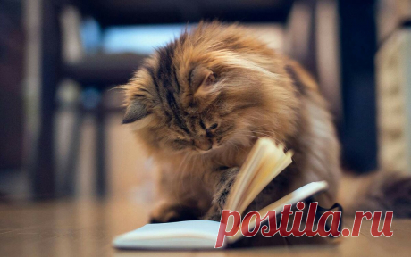Миллионы электронных книг абсолютно бесплатно! И не только на время карантина. Полное пошаговое руководство | СЕМЬ ХОЛМОВ | Яндекс Дзен