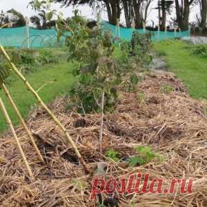 Чем и как мульчировать малину осенью и весной