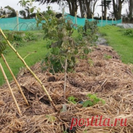 Чем и как мульчировать малину осенью и весной